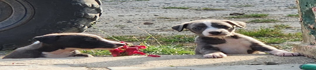 Mixed Breed Puppy 2