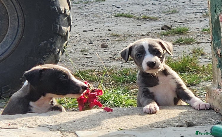 Mixed Breed dogs - Advert 1