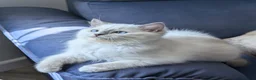 Ragdoll cats for sale: Champion EU pedigree TICA Ragdoll kitten  - Advert 17