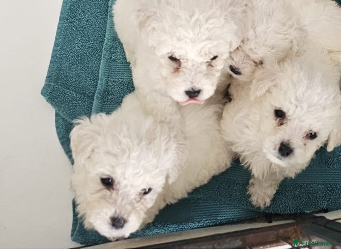 Bichon Frise dogs bichon frise puppies 1 boys 1 girls left ready now - Advert 1