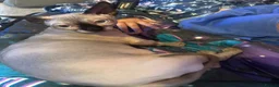 Sphynx cats for sale: *REDUCED* Canadian Sphynx kittens  - Advert 18