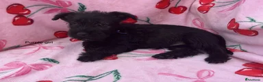 Mixed Breed 6
