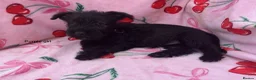 Mixed Breed dogs for sale: Scottish terrier x miniature schnauzer  in Huntingdon - Advert 4