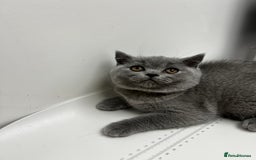 British Shorthair cats for sale: Blue Male GCCF British Shorthaired kitten in Ingatestone - Image 3