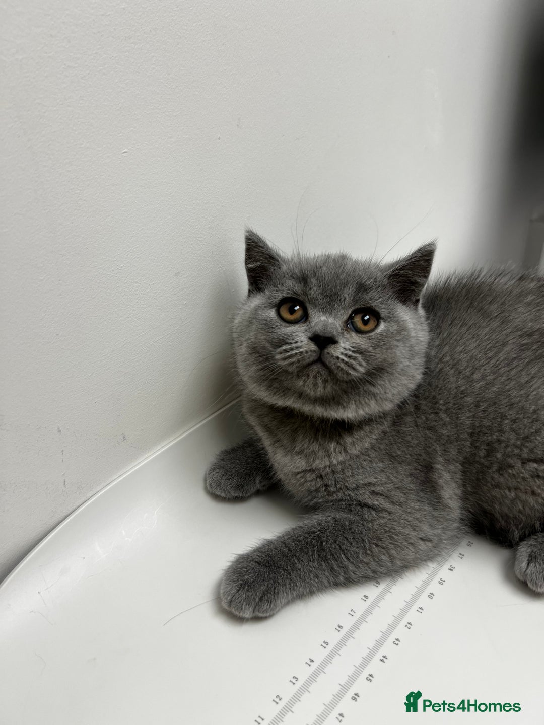 British Shorthair cats for sale: Blue Male GCCF British Shorthaired kitten in Ingatestone - Image 3