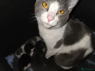Mixed Breed cats MAINE COON x ORIENTAL MIX - Advert 2