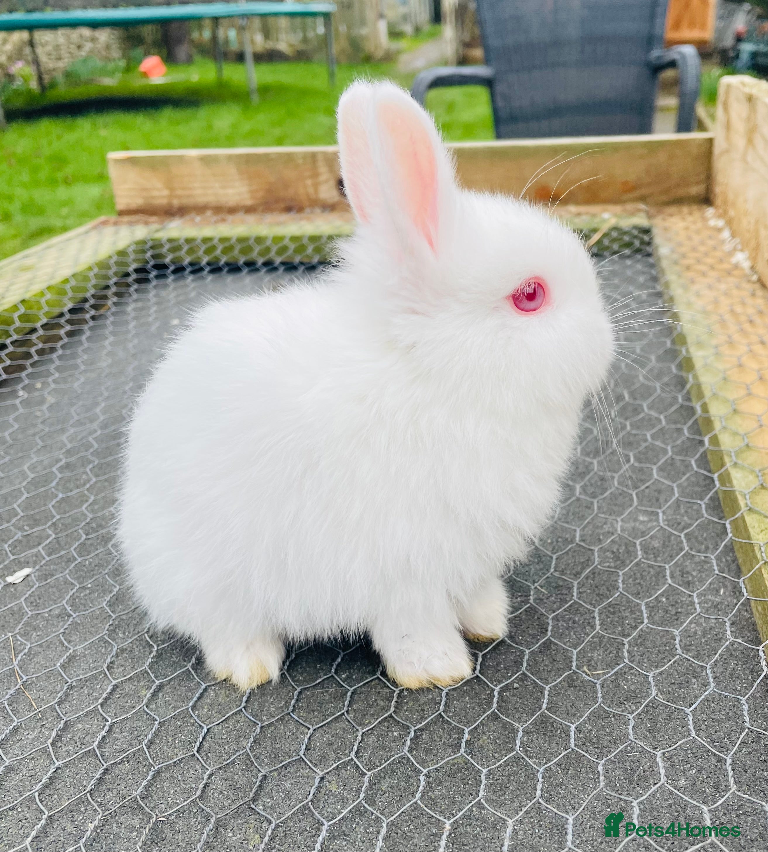 Netherland Dwarf rabbits x1 Netherland Dwarf (2nd Litter)  - Advert 18