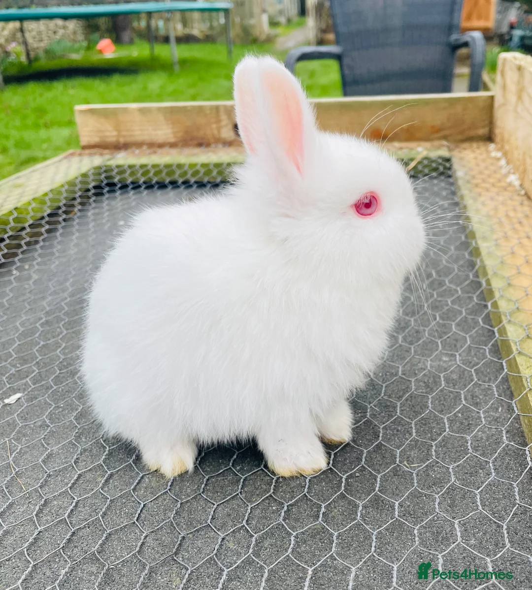 Netherland Dwarf rabbits for sale: x3 Netherland Dwarfs (2nd Litter)  - Advert 3