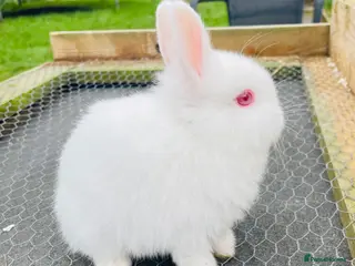 Netherland Dwarf rabbits x1 Netherland Dwarf (2nd Litter) - Advert 18