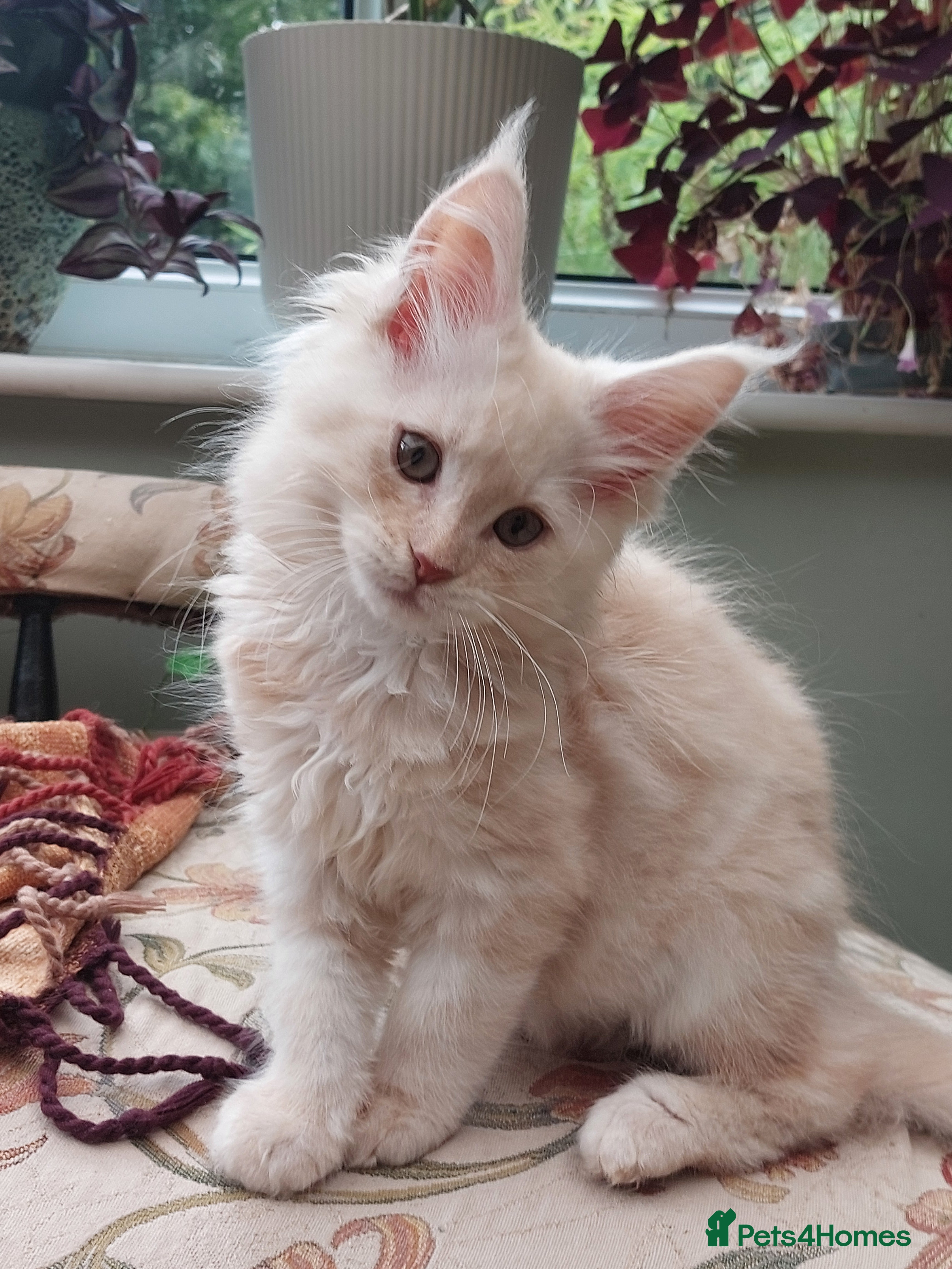 Maine Coon cats Main Coon Kittens - Advert 2