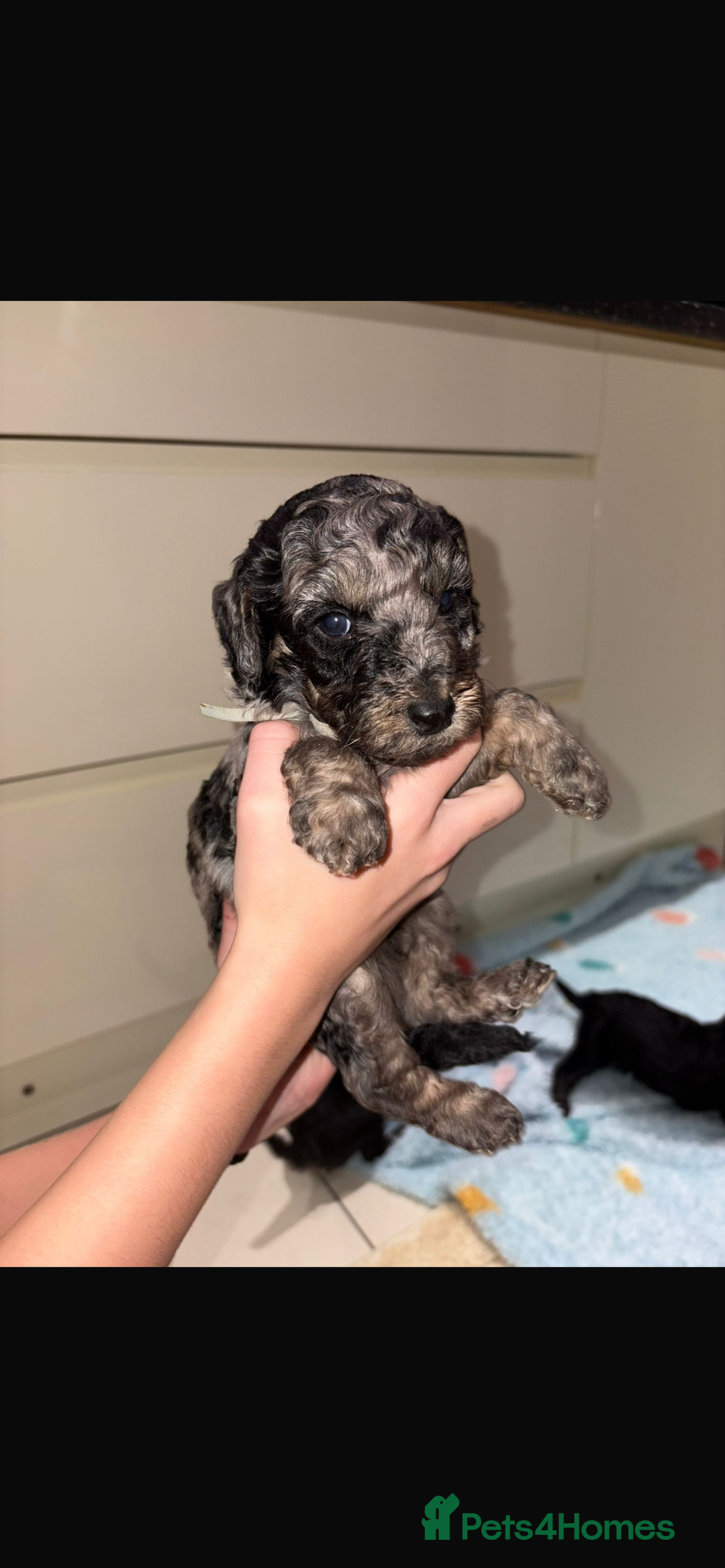 Miniature Poodle dogs for sale: Miniature Merle poodle puppies 🌈🐶❤️ - Advert 23