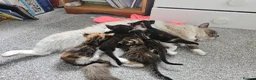Mixed Breed cats for sale: Ragdoll mix kittens are for sale  - Advert 8