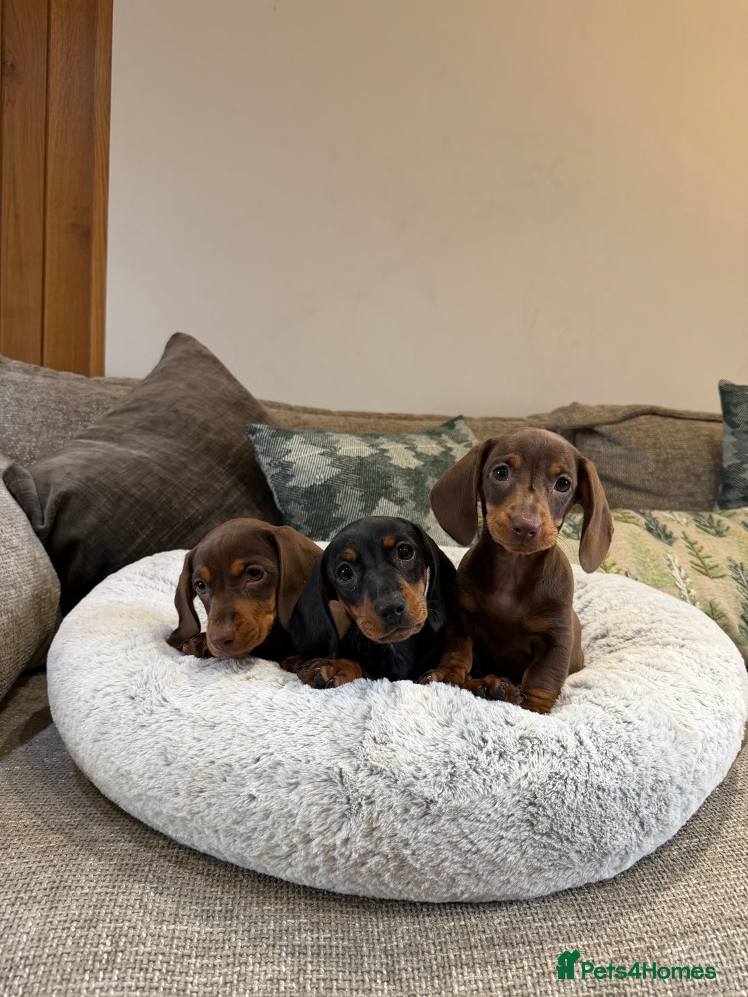 Miniature Dachshund dogs for sale: Gorgeous Miniature Dachshund boys - Advert 5