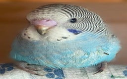 Budgerigars birds for sale: Budgies with an Aviary available. - Image 23