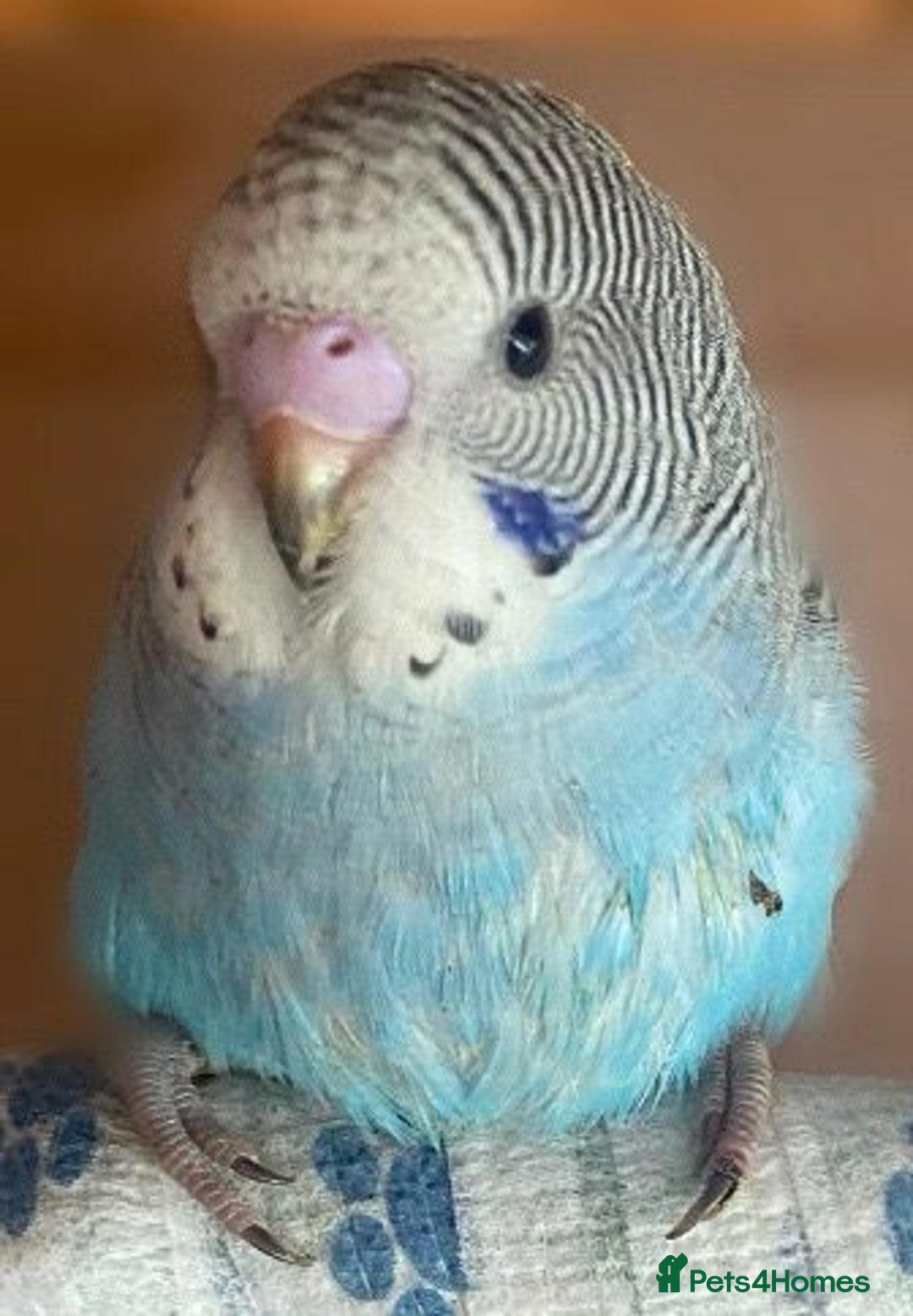 Budgerigars birds for sale: Budgies with an Aviary available. - Image 23