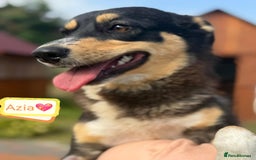 Mixed Breed dogs for adoption: 💖🐶 AZIA 🐶💖 - Image 2