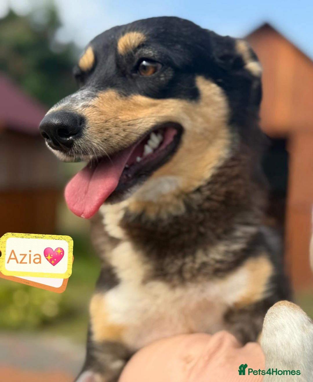 Mixed Breed dogs for adoption: 💖🐶 AZIA 🐶💖 - Image 2