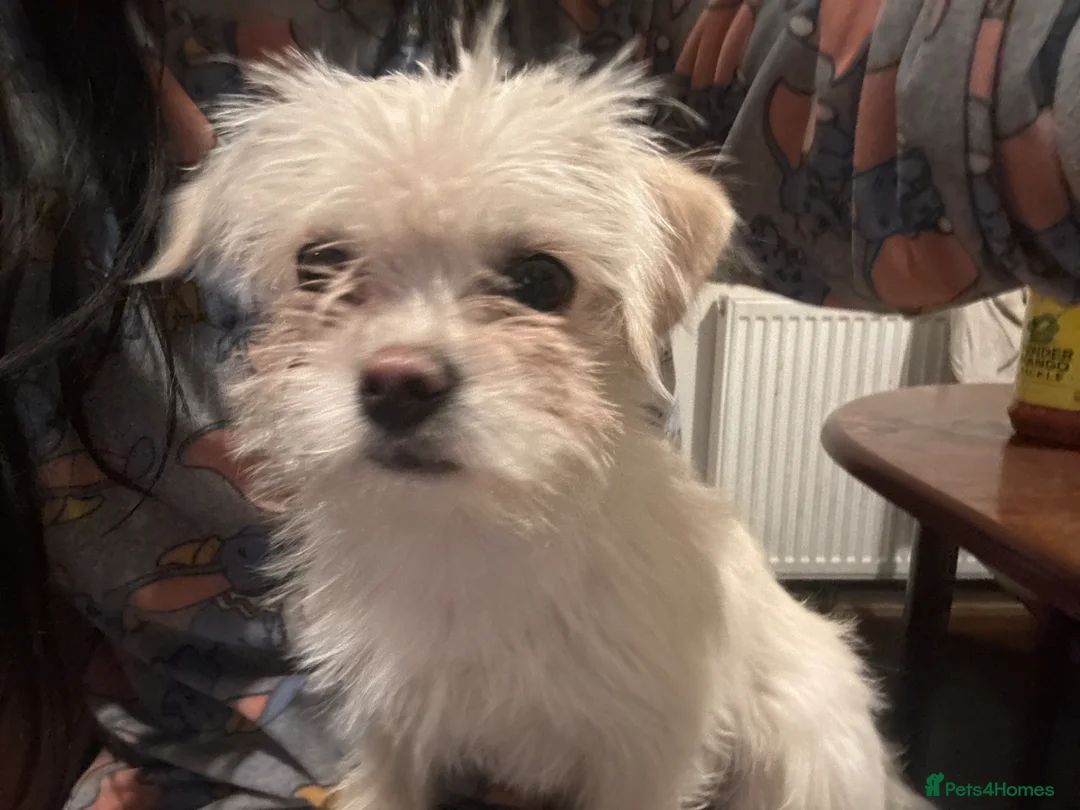 Mixed Breed dogs for sale: Daisy in Manchester - Advert 2