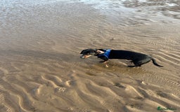 Miniature Dachshund dogs for sale: Beautiful Miniature Dachshund  - Image 11