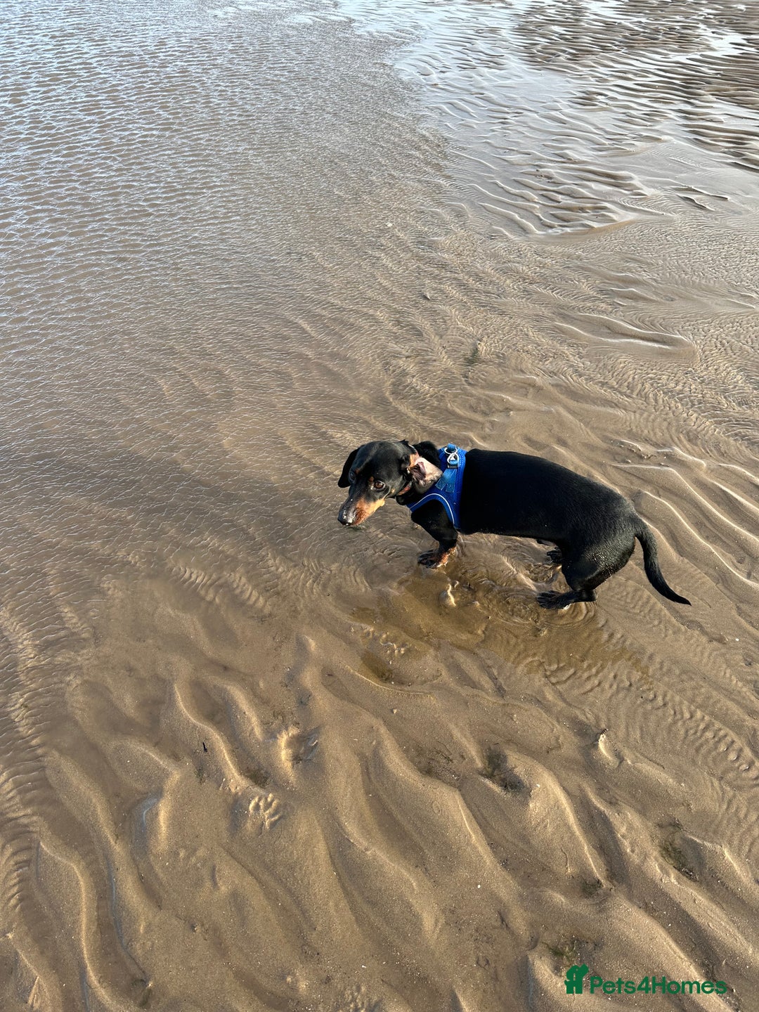 Miniature Dachshund dogs for sale: Beautiful Miniature Dachshund  - Image 11