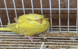Budgerigars birds for sale: Helicopter Baby Budgies - Image 4
