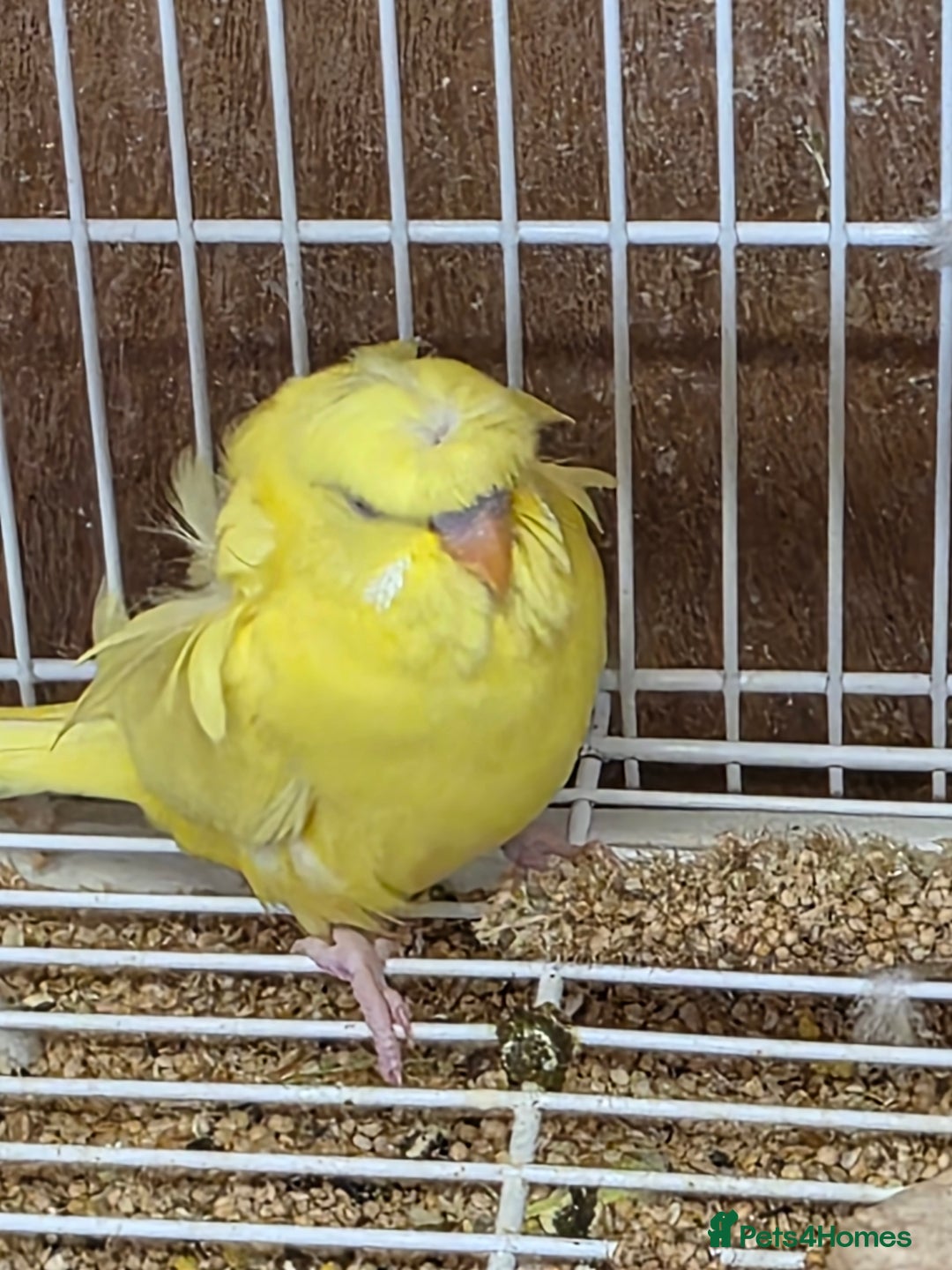 Budgerigars birds for sale: Helicopter Baby Budgies - Image 4