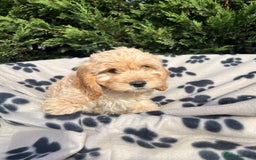 Cockapoo dogs for sale: 5 lovely f1 cockapoos  - Image 4