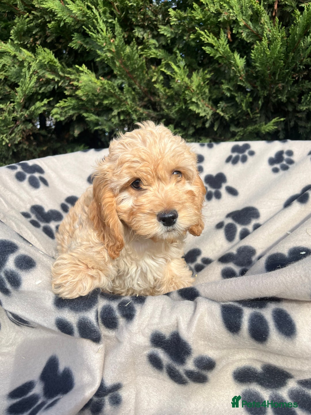 Cockapoo dogs for sale: 5 lovely f1 cockapoos  - Image 4