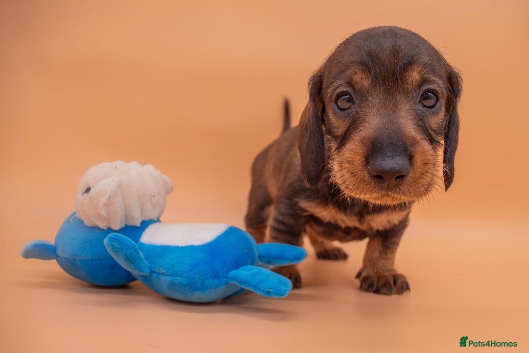 Dachshund dogs for sale: KC Standard Wire-haired Dachshund puppies - Image 18