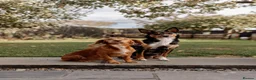 Mixed Breed dogs for sale: Border Kelpie x Cocker puppies - Advert 9
