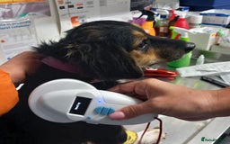 Mixed Breed dogs for adoption: Meet Sweet KATIA !  She needs a new Loving HOME... - Image 19