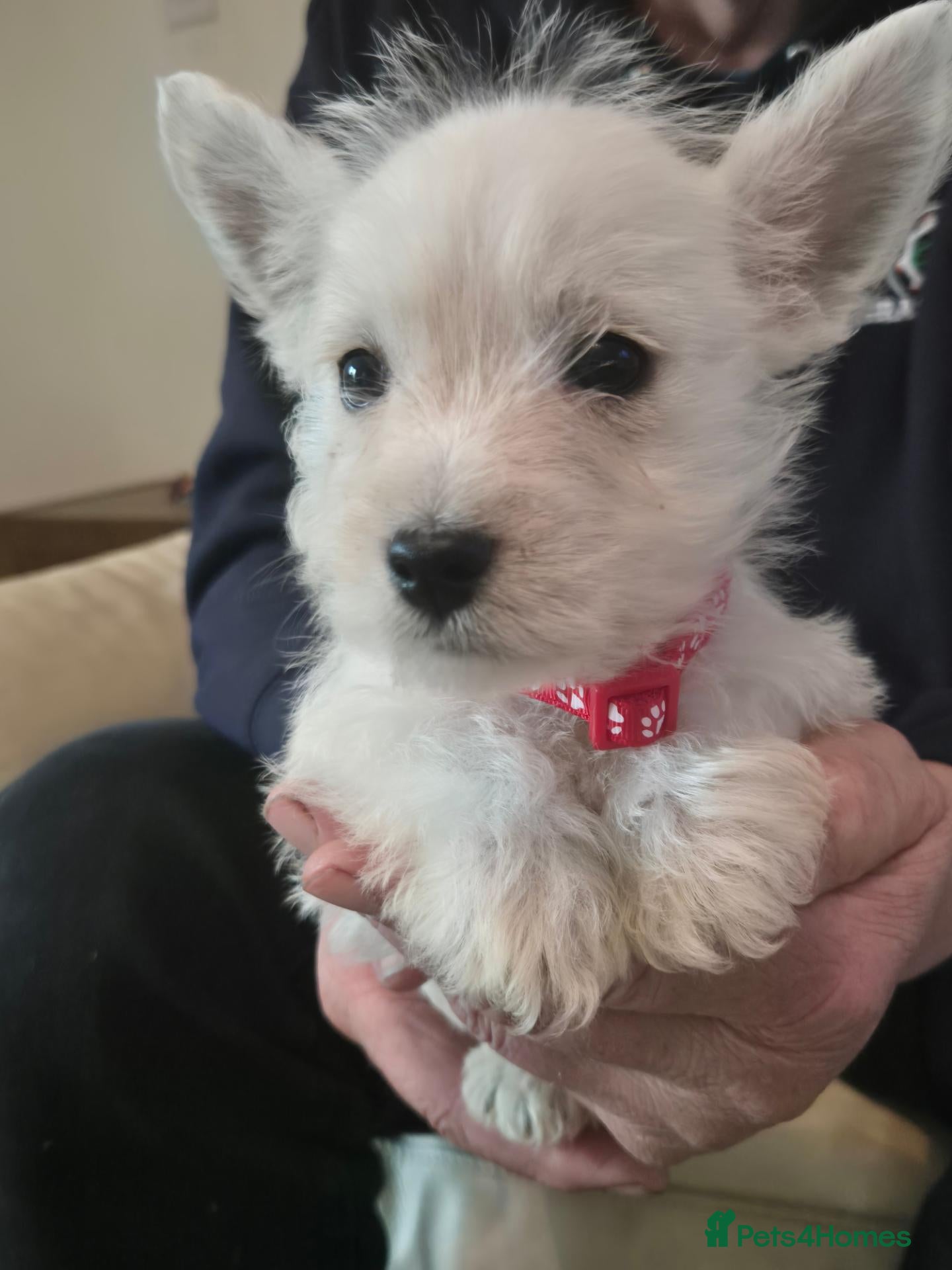 West Highland Terrier dogs 5 x boys 1x girl Westie puppies  - Advert 10