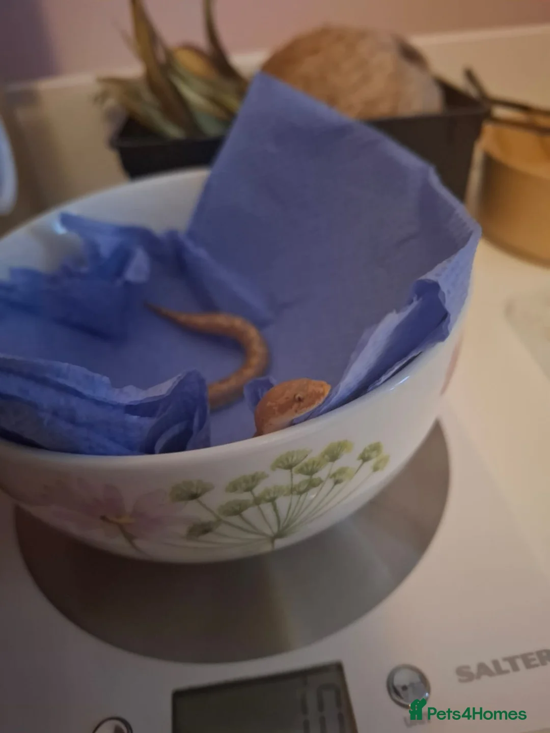 Snake reptiles for sale: Juvenile Kenyan Sand Boa (with setup) - Advert 3