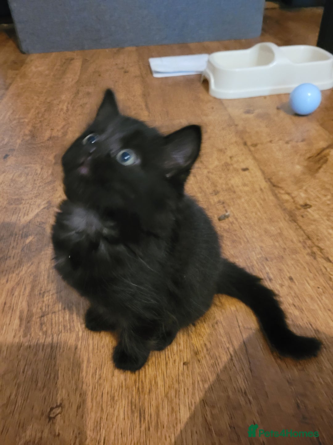Mixed Breed cats for sale: All black kittens for sale - Image 3