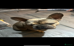 French Bulldog dogs for sale: french bulldog puppies in Manchester - Image 5