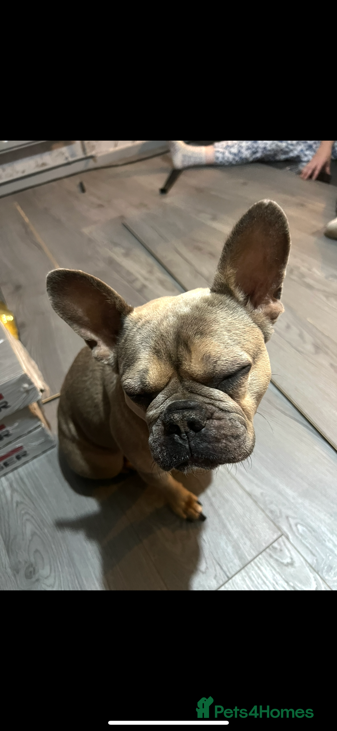French Bulldog dogs for sale: french bulldog puppies in Manchester - Image 5
