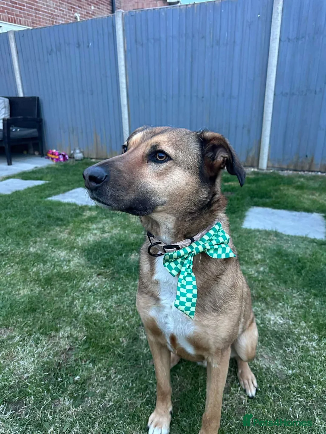 Mixed Breed dogs for adoption: JACKSON affectionate boy/ playful and happy  - Advert 2