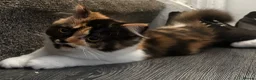 British Shorthair cats for sale: British shorthair/ exotic Persian kitten 4mths - Advert 6