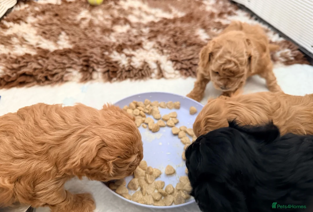 Lhasapoo dogs for sale: Lhasapoo pups (doodles) F1b  - Advert 17