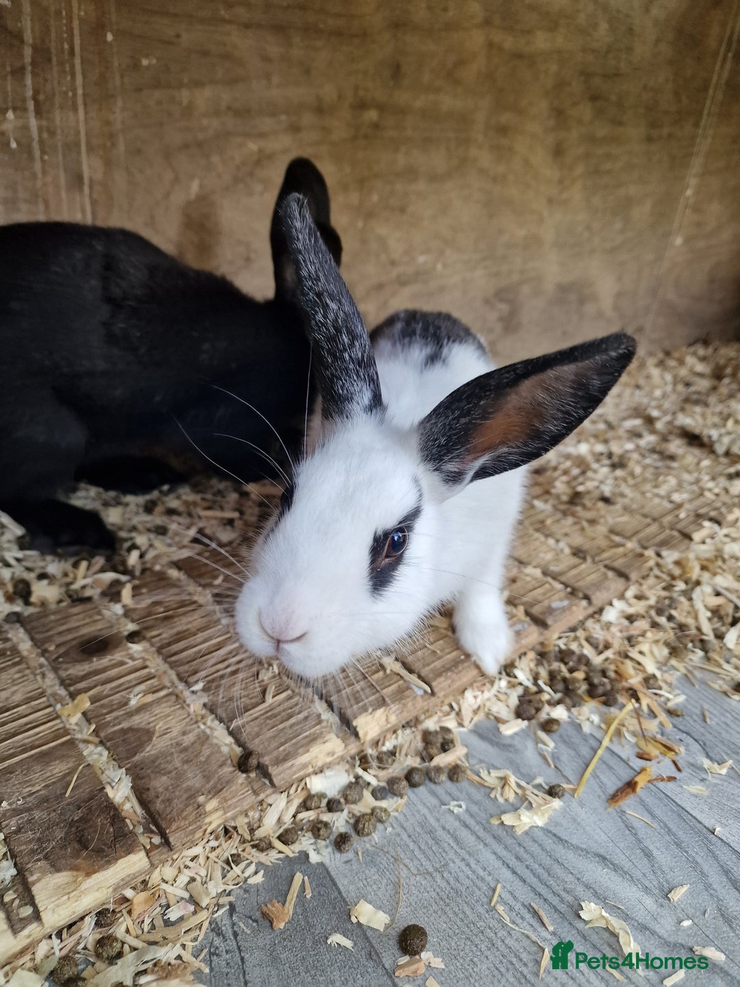 Mixed Breed rabbits for sale: Mixture of mixed breed rabbits - Image 5