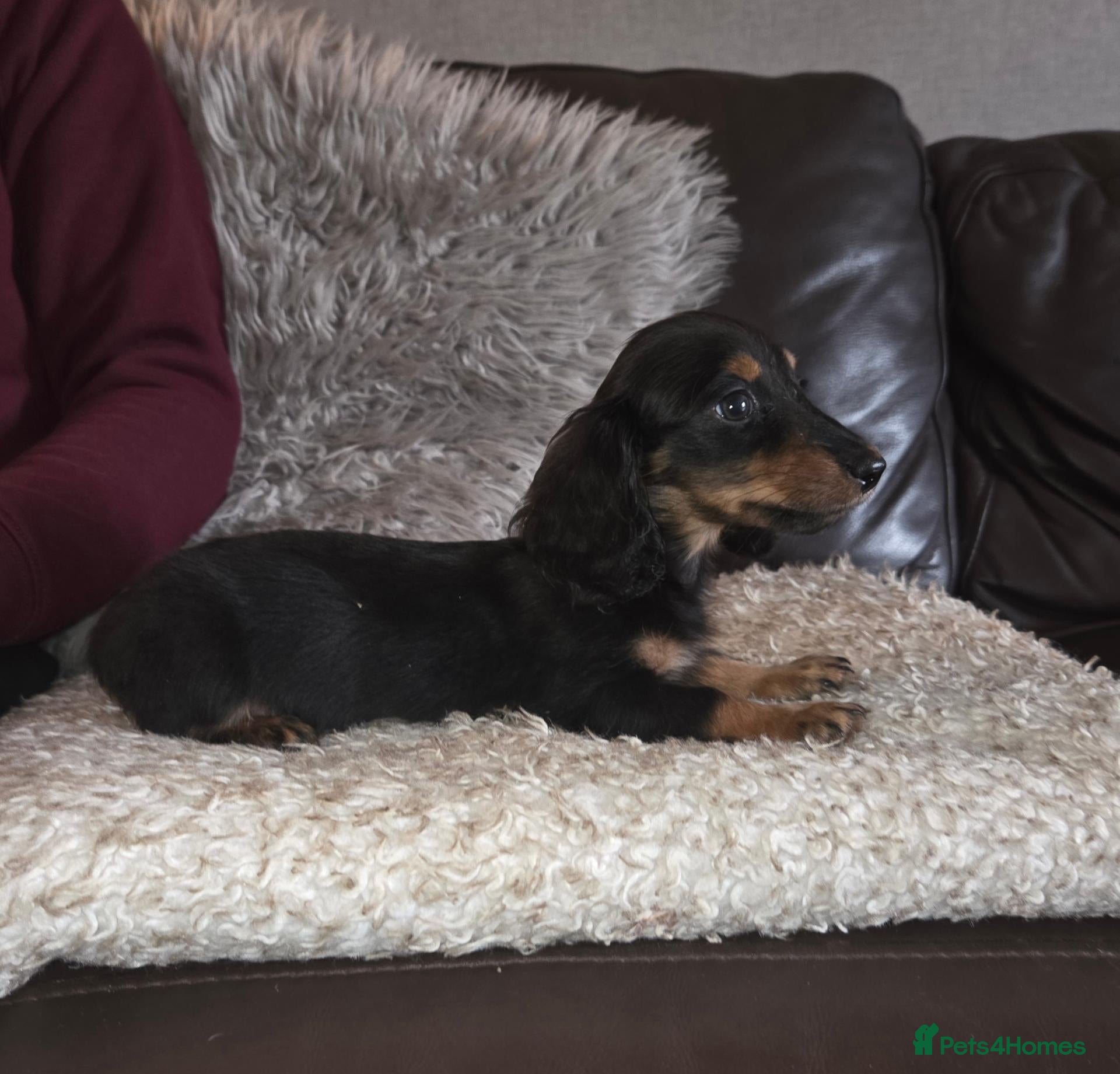 Miniature Dachshund dogs True longhaired minature dachshunds  - Advert 2