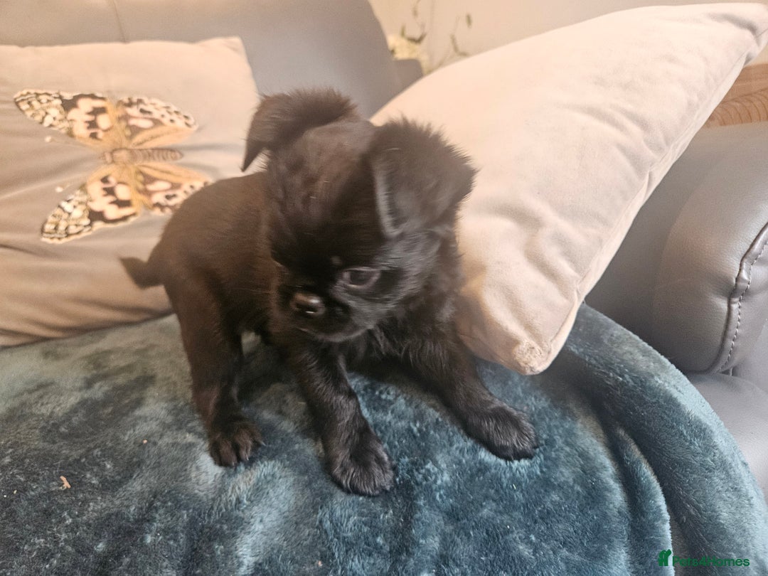 Griffon Bruxellois dogs for sale: Griffin's galore  in Waltham Cross - Image 4