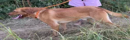 Labrador Retriever dogs for sale: Adult - KC Reg Fox Red Labrador Retriever Dog - Advert 6