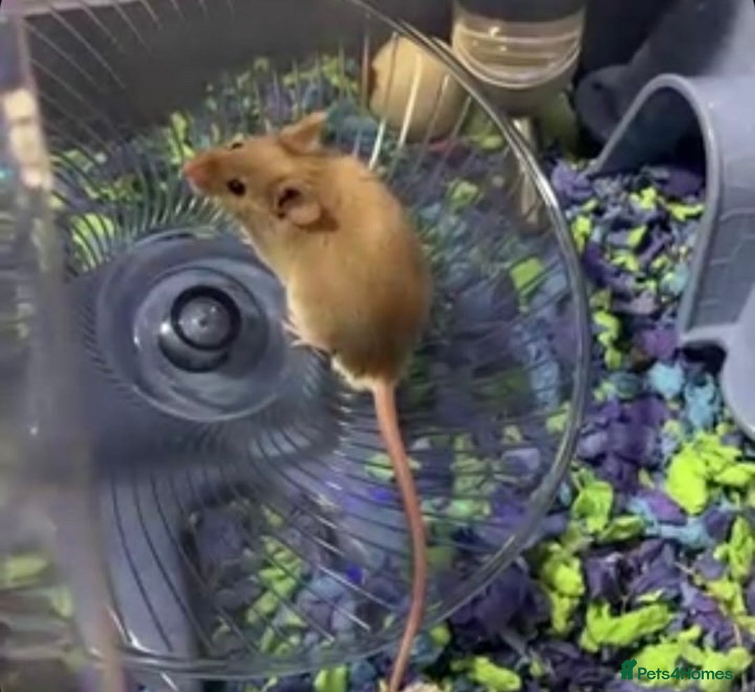 Mouse rodents for sale: Two male mice  - Advert 1