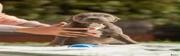 Staffordshire Bull Terrier dogs for sale: Top quality pedigree staff puppies  - Advert 10