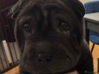 Shar Pei dogs ❤️ beautiful shar pei puppies ❤️ - Advert 3