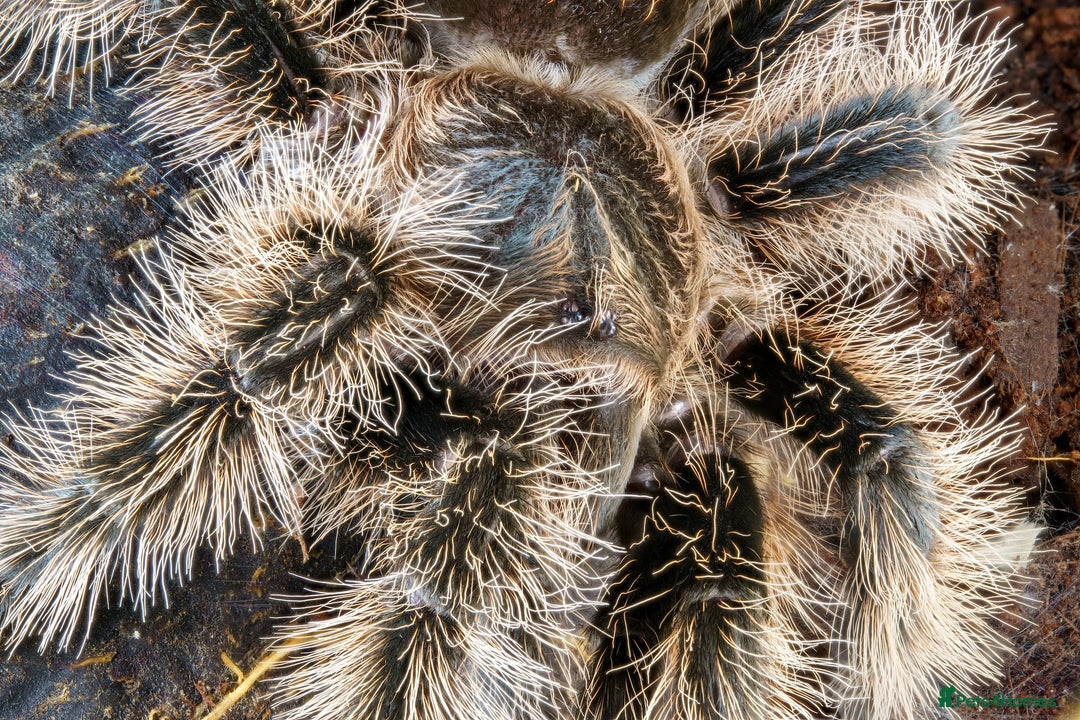 Tarantulas invertebrates for sale: Five species of rare tarantula - Advert 10