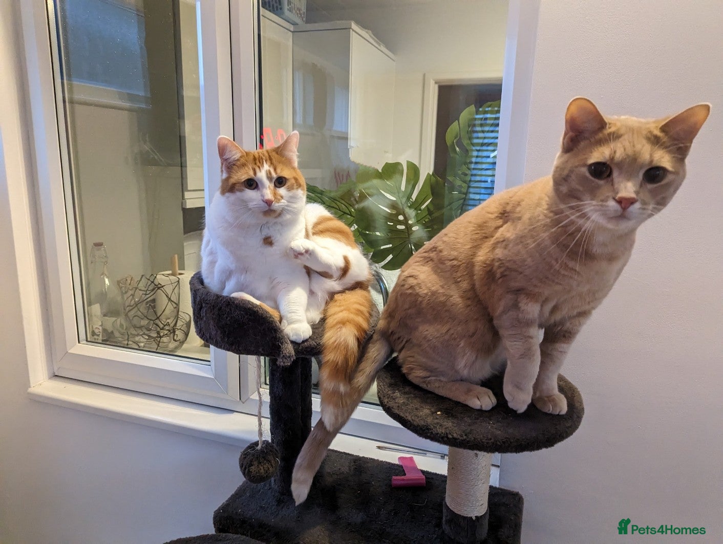 British Shorthair cats Mia & Leo - Brother and Sister  - Advert 1