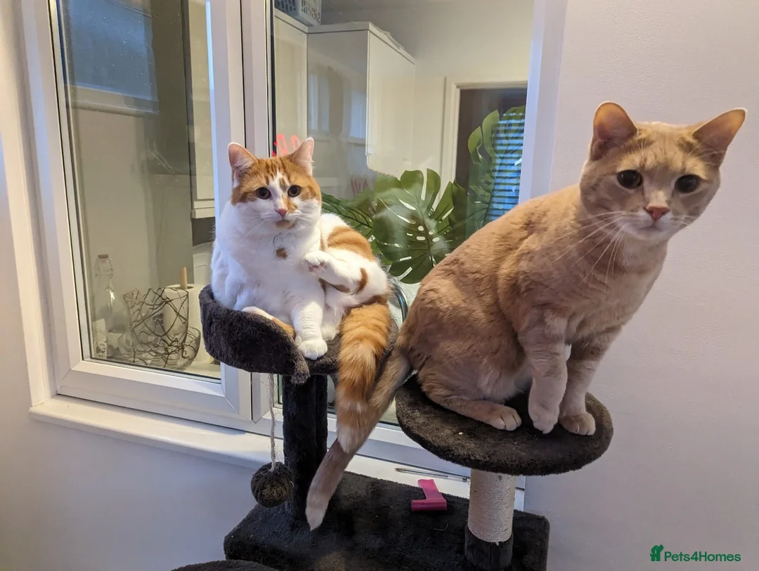 British Shorthair cats for sale: Mia & Leo - Brother and Sister  in Hemel Hempstead - Advert 1
