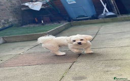 Bichon Frise dogs for sale: Gucci bichon frise - Image 6